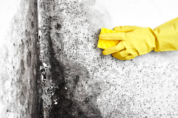 Best Post-Remediation Services in Bear Creek, AK