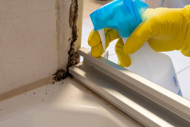 Best Crawl Space Mold Remediation in Bear Creek, AK