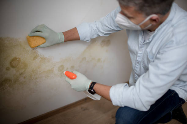 Best Residential Mold Remediation in Bear Creek, AK