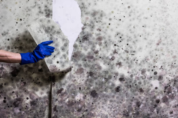 Best Industrial Mold Remediation in Bear Creek, AK