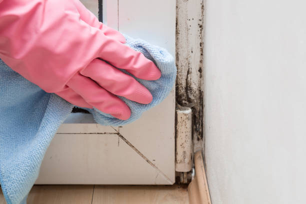 Best Basement Mold Remediation in Bear Creek, AK